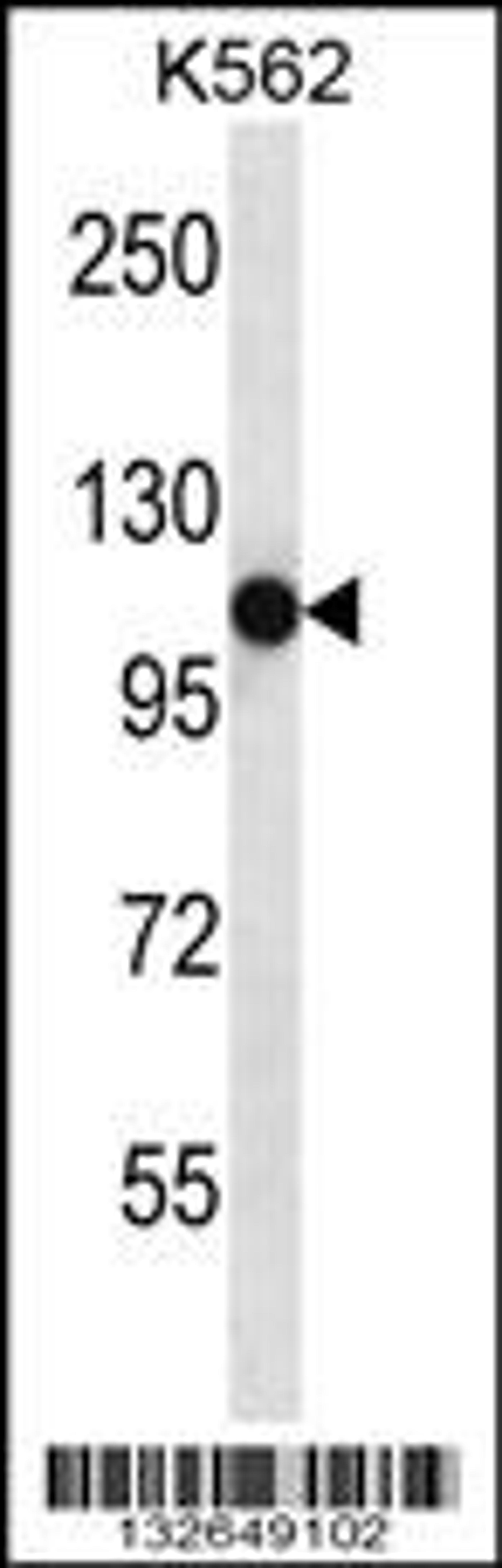 Western blot analysis in K562 cell line lysates (35ug/lane).