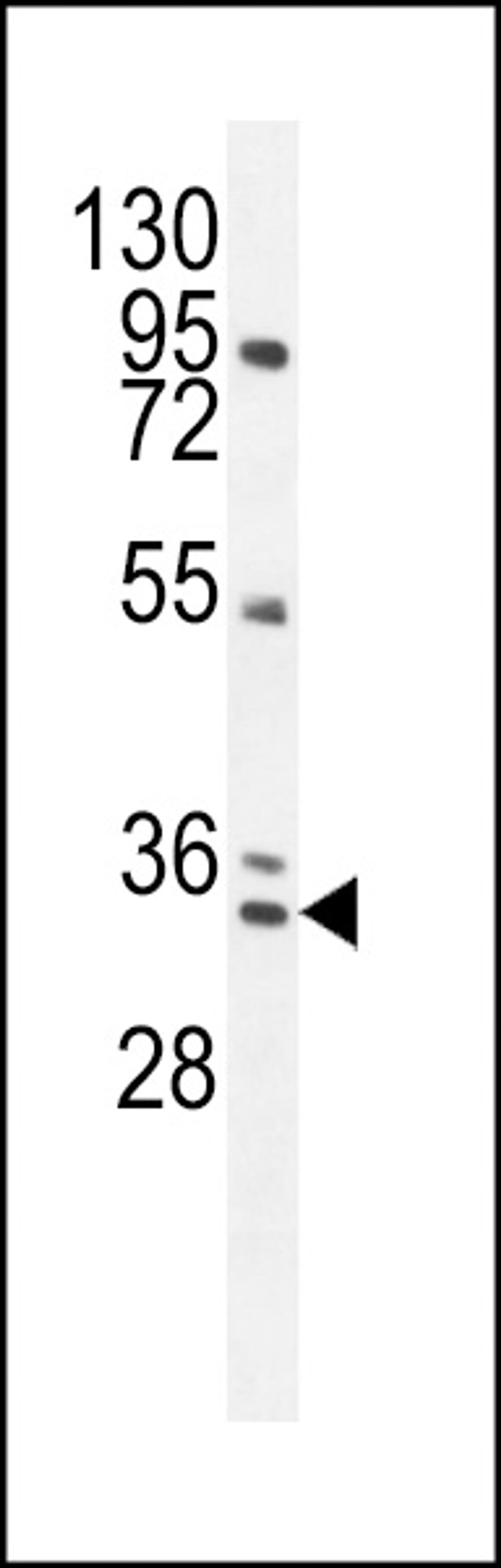 Western blot analysis in NCI-H292 cell line lysates (35ug/lane).