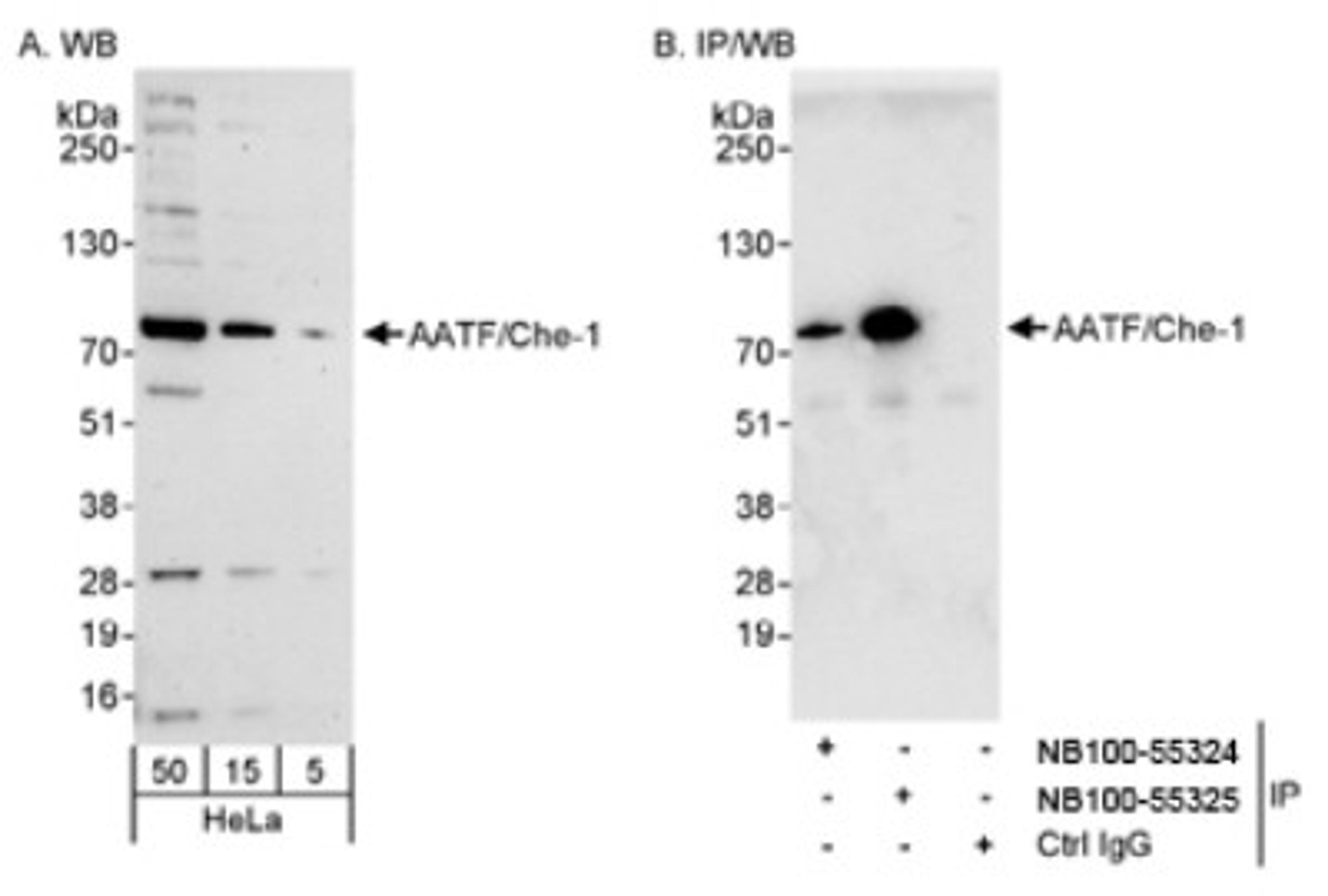 Western Blot: AATF Antibody [NB100-55324] - Detection of Human AATF/Che-1 on HeLa whole cell lysates using NB100-55324. AATF/Che-1 was also immunoprecipitated by rabbit anti-AATF/Che-1 antibody NB100-55325.