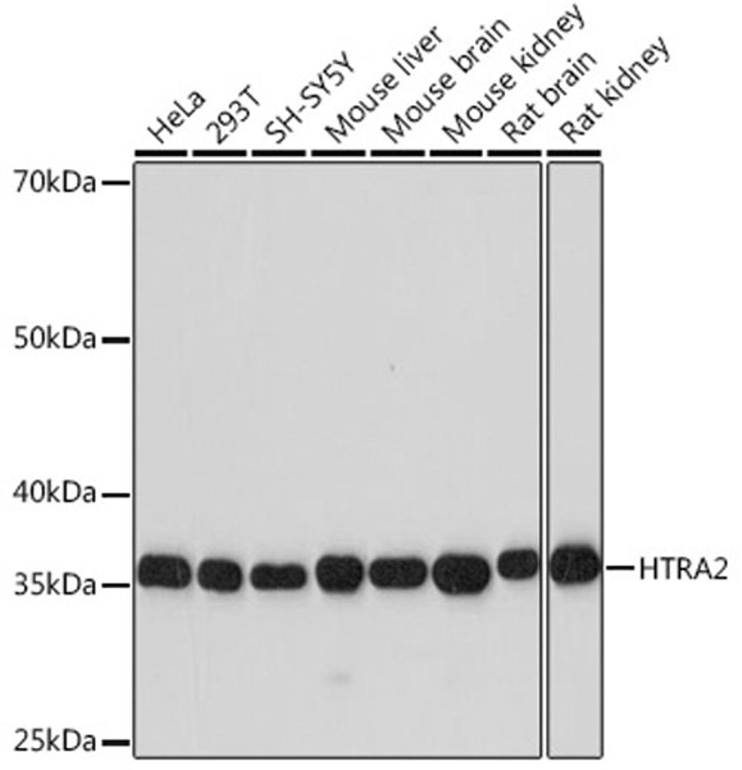 Western blot - HTRA2 Rabbit mAb (A3904)