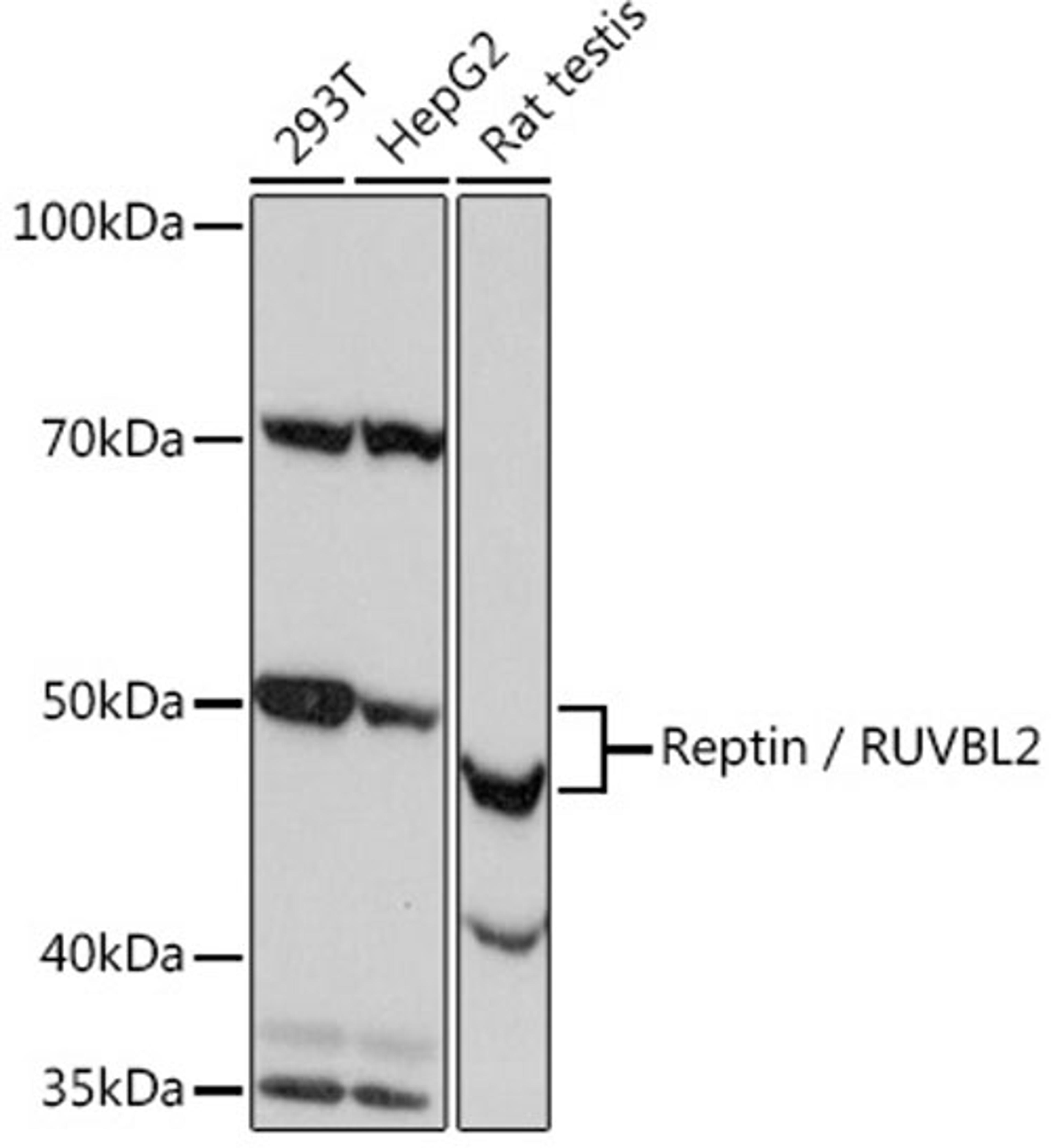 Western blot - Reptin / RUVBL2 Rabbit mAb (A4227)