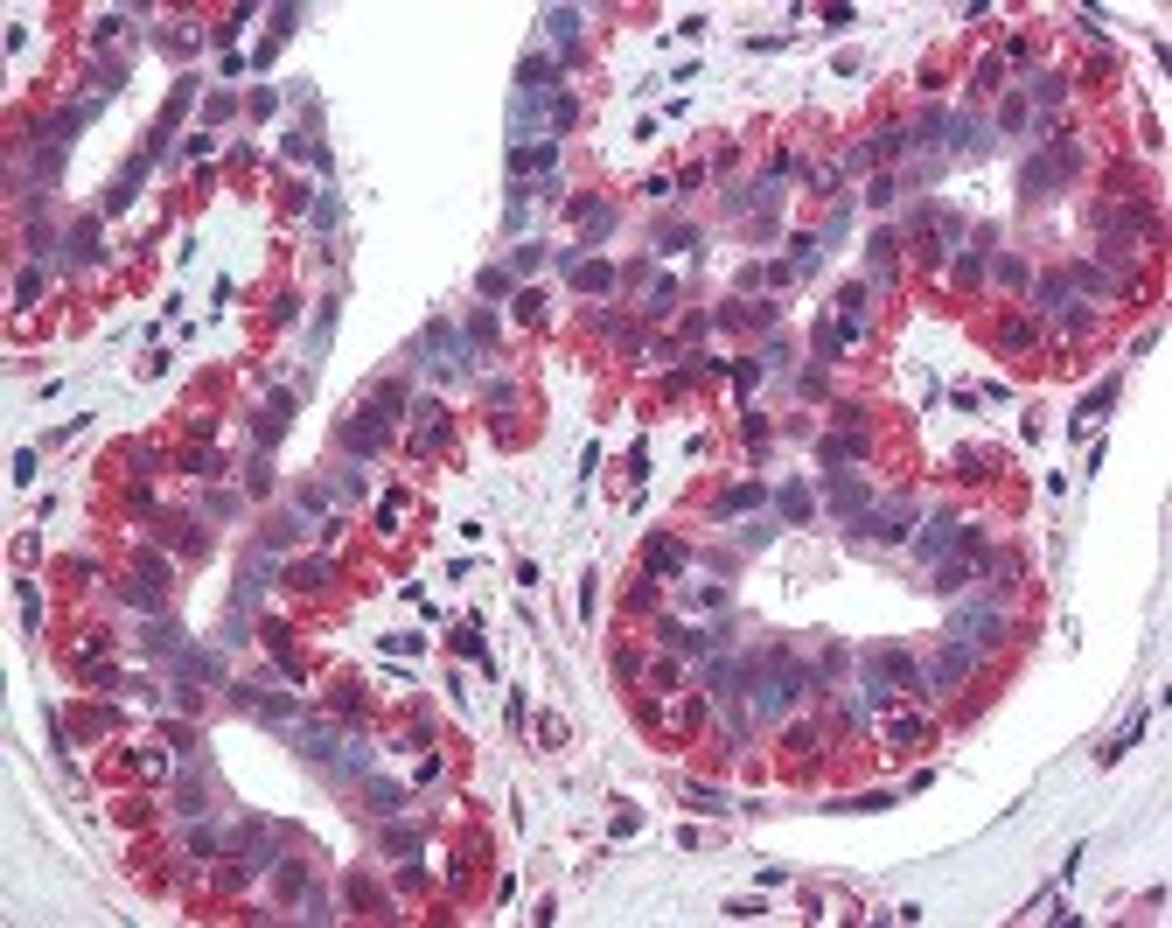 Immunohistochemistry staining of TNFSF13 in breast tissue using TNFSF13 Antibody.