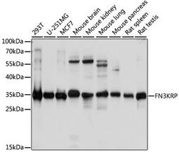 Western blot - FN3KRP antibody (A15512)