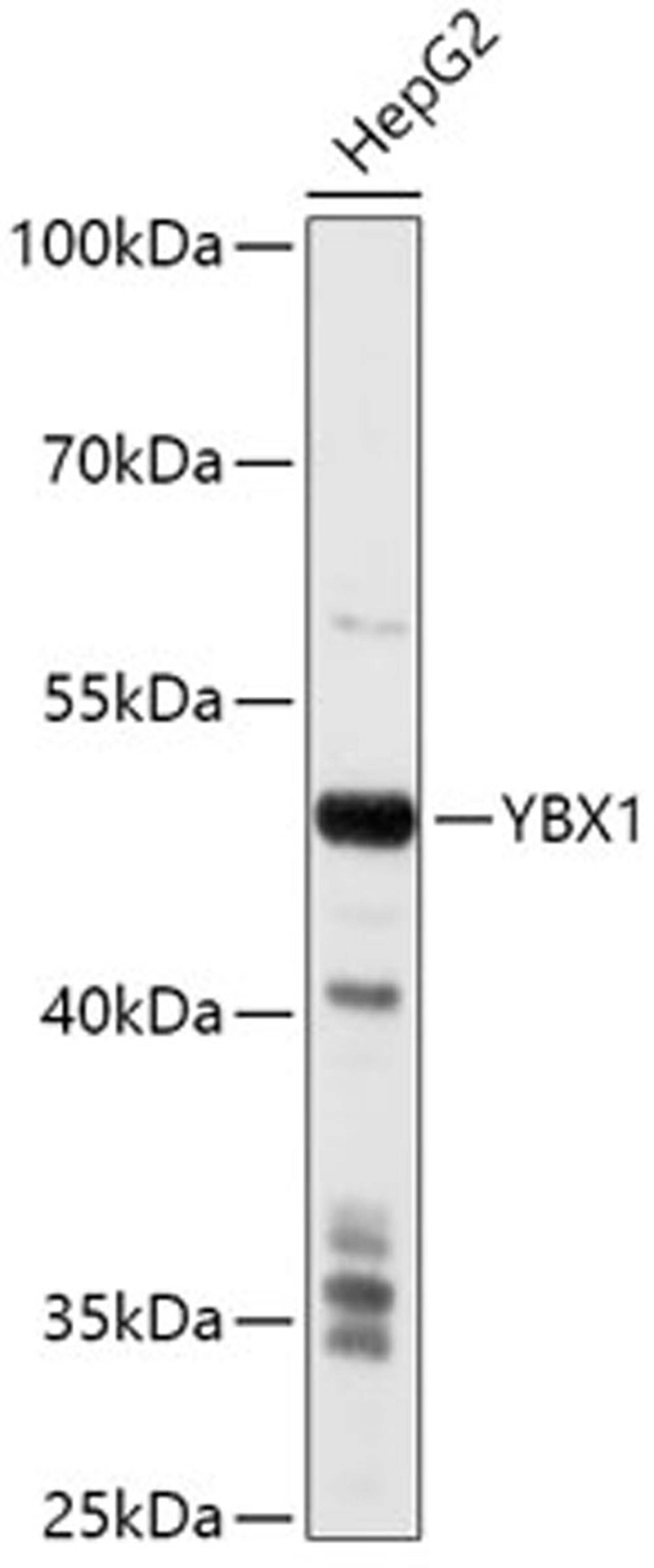 Western blot - YBX1 antibody (A7704)