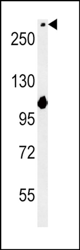 Western blot analysis in mouse NIH-3T3 cell line lysates (15ug/lane).This demonstrates the NOTdetected the NOTCH3 protein (arrow).