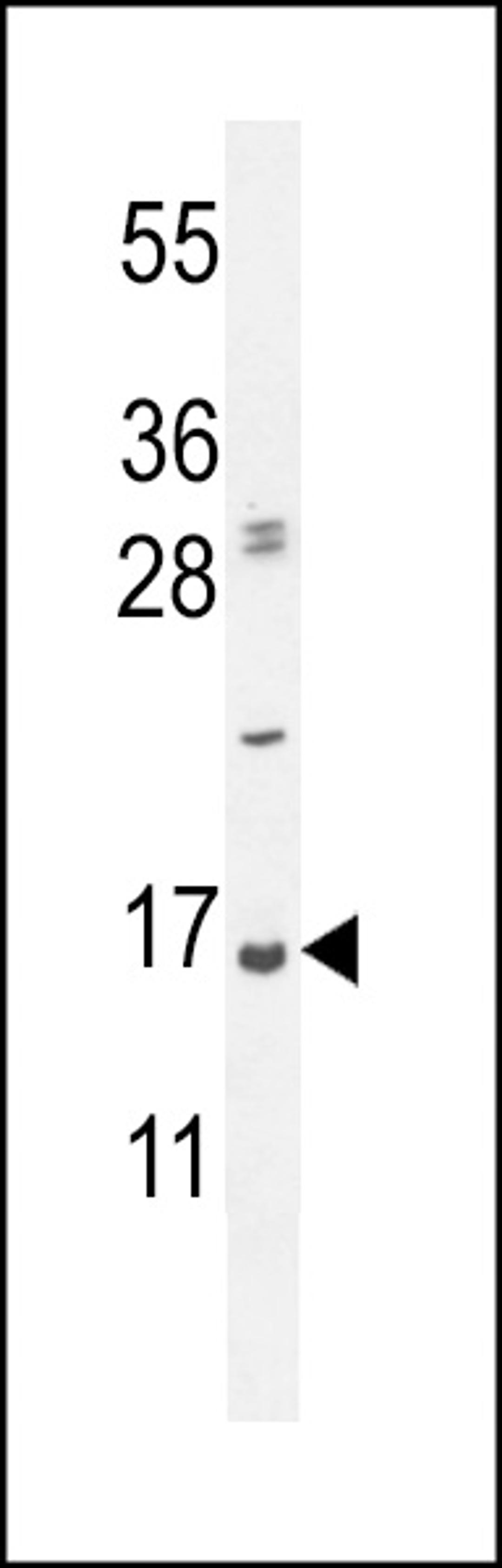 Western blot analysis in Hela cell line lysates (35ug/lane).