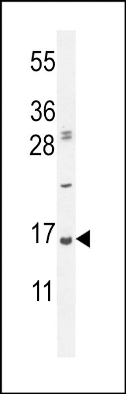 Western blot analysis in Hela cell line lysates (35ug/lane).