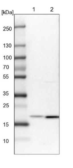 Western Blot: EEF1E1 Antibody [NBP1-89186] - Lane 1: NIH-3T3 cell lysate (Mouse embryonic fibroblast cells)<br/>Lane 2: NBT-II cell lysate (Rat Wistar bladder tumour cells)