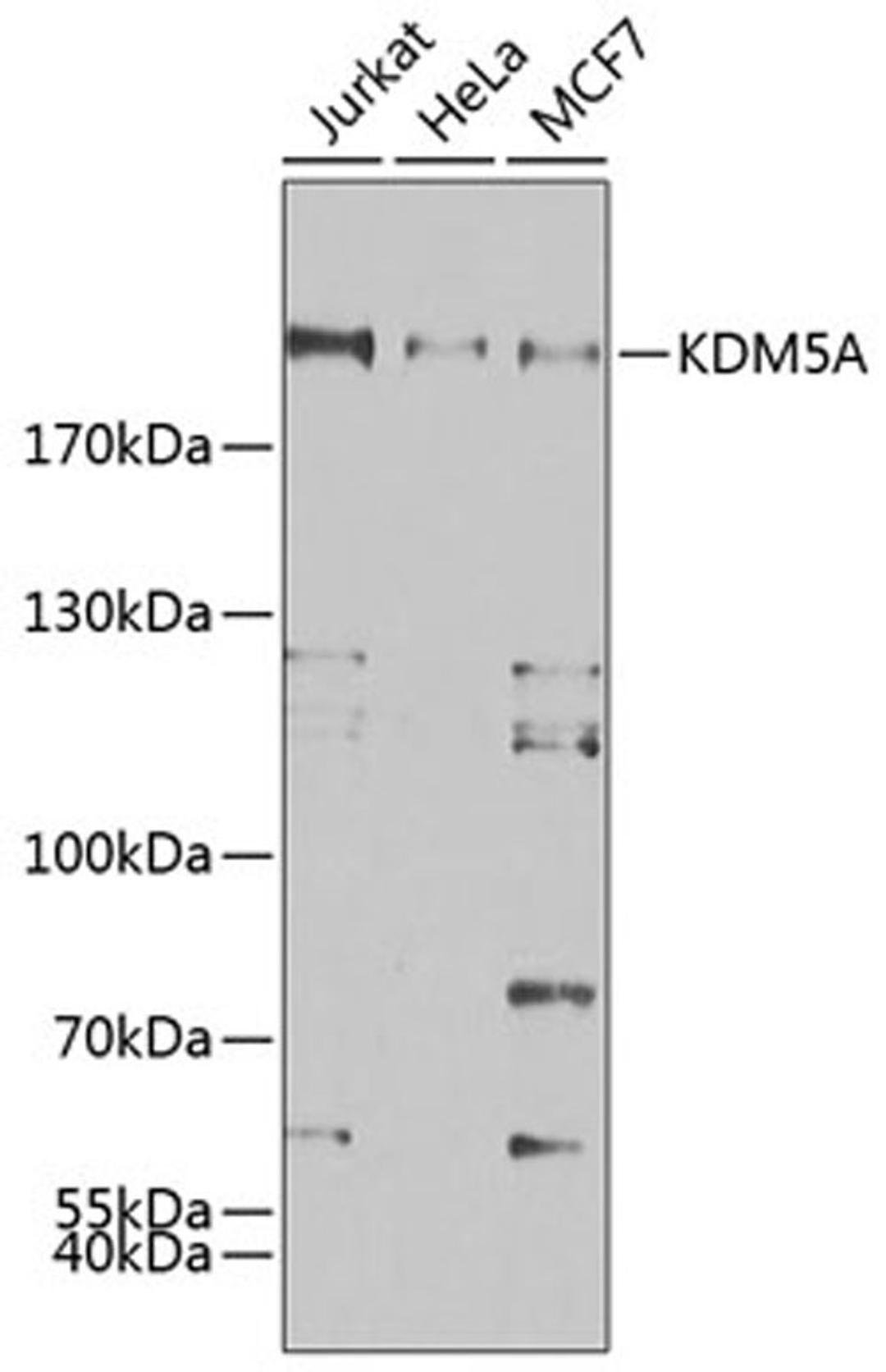 Western blot - KDM5A antibody (A7238)