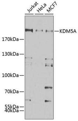 Western blot - KDM5A antibody (A7238)