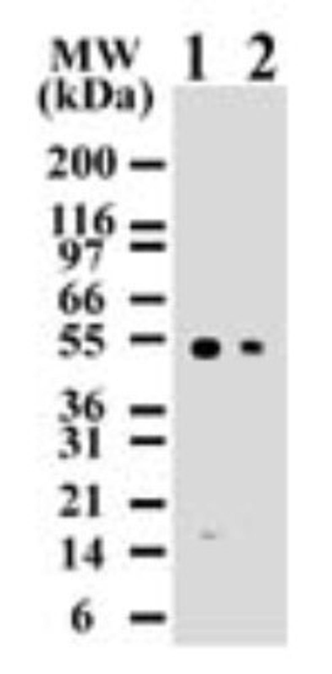 Western Blot: Caspase-8 Antibody (90A992) [NB100-56527] - Analysis using the Biotin conjugate of NB100-56527. Detection of human Caspase-8 using Jurkat lysates with NB100-55786 at 2 ug/ml (lane 1) and 0.5 ug/ml (lane 2) dilution. NB100-55786 only detects 55 kDa Caspase-8 in Jurkat cells.