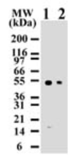 Western Blot: Caspase-8 Antibody (90A992) [NB100-56527] - Analysis using the Biotin conjugate of NB100-56527. Detection of human Caspase-8 using Jurkat lysates with NB100-55786 at 2 ug/ml (lane 1) and 0.5 ug/ml (lane 2) dilution. NB100-55786 only detects 55 kDa Caspase-8 in Jurkat cells.