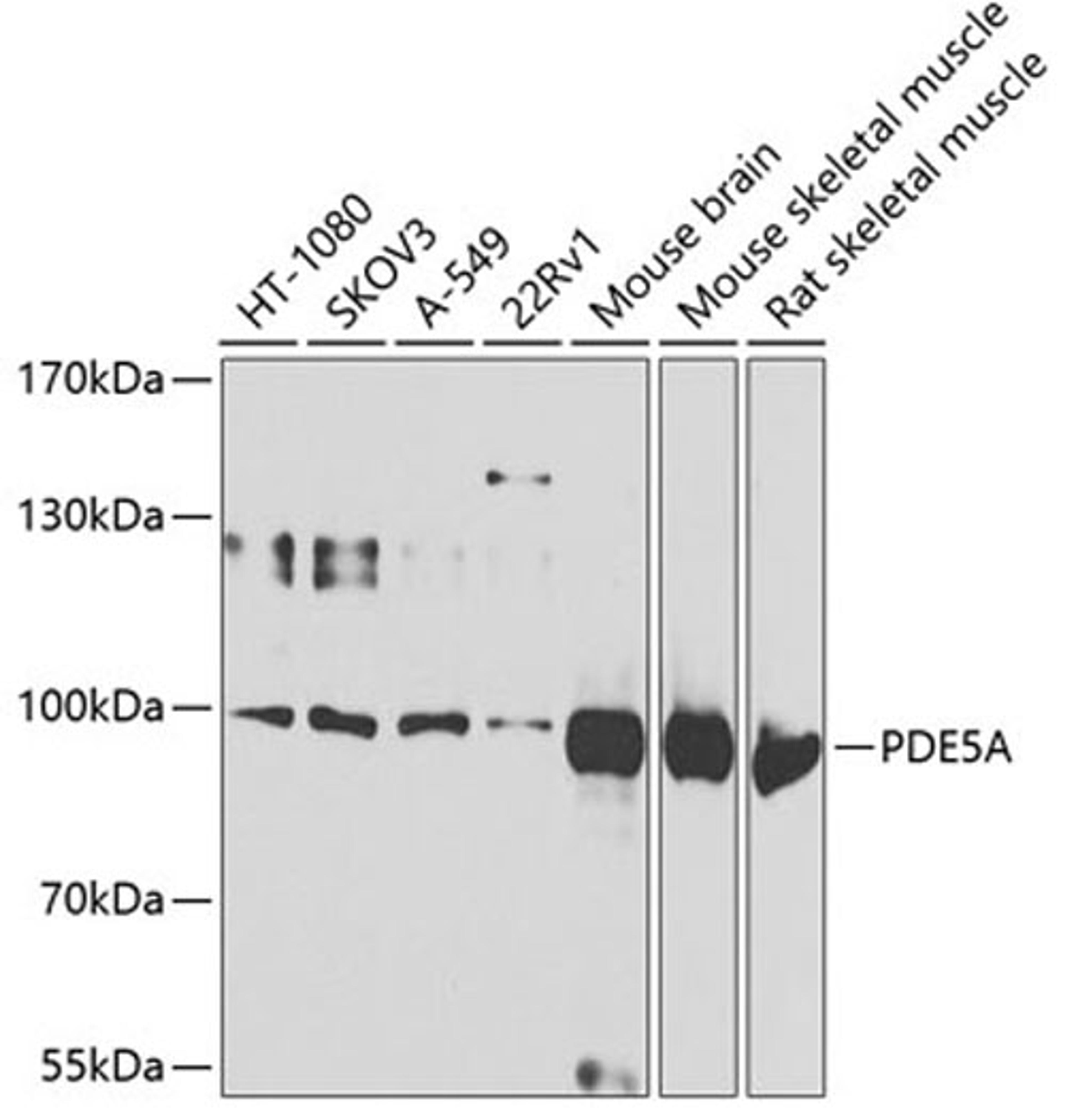 Western blot - PDE5A antibody (A6831)