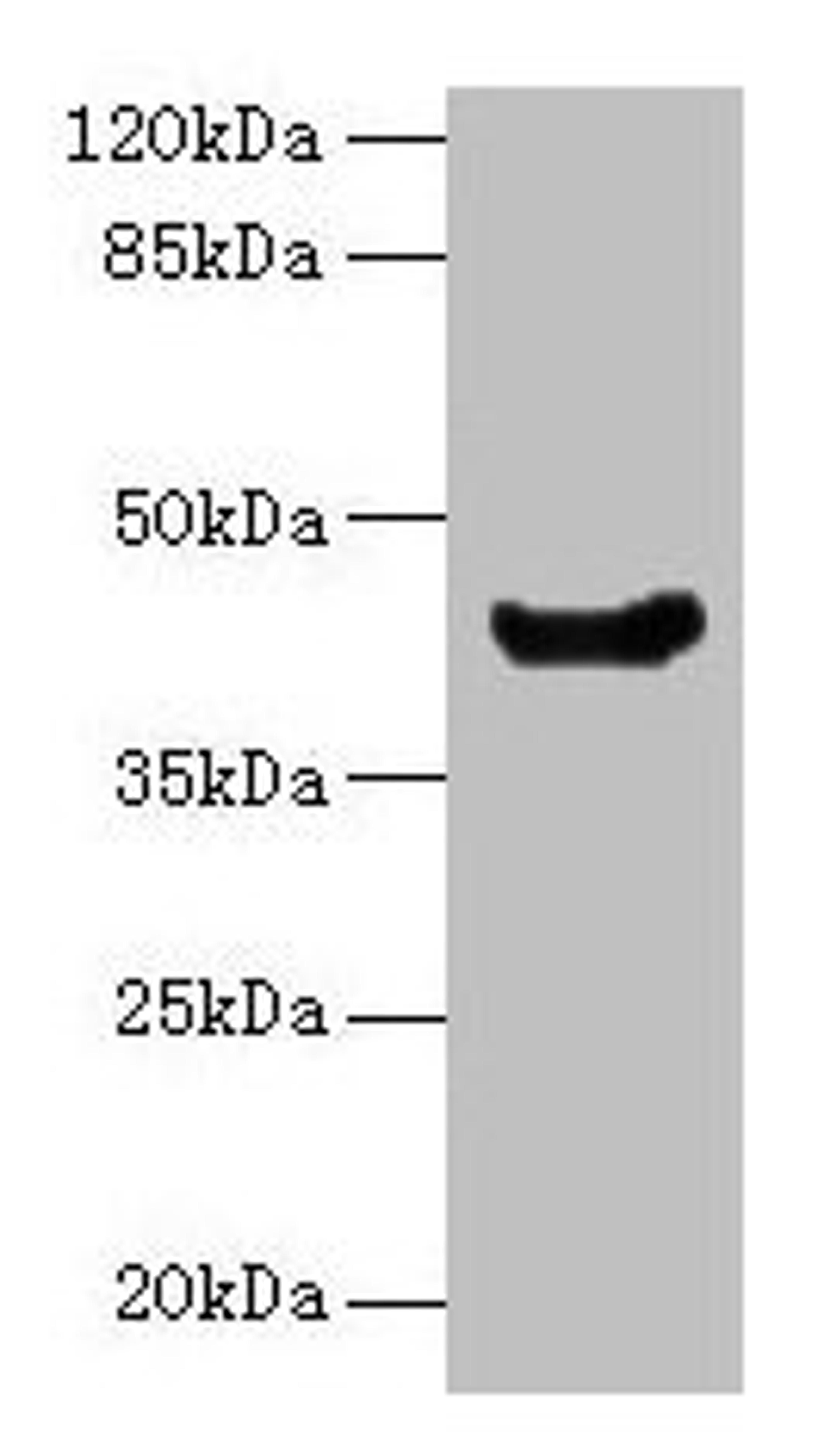 Western blot. All lanes: manA antibody at 16µg/ml + DH5α whole cell lysate. Secondary. Goat polyclonal to rabbit IgG at 1/10000 dilution. Predicted band size: 43 kDa. Observed band size: 43 kDa