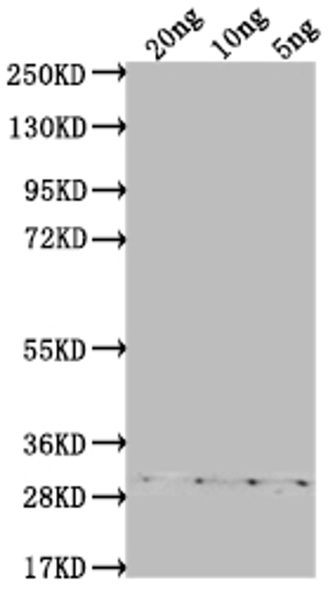 Western Blot. Positive WB detected in Recombinant protein. All lanes: ASY3 antibody at 1:2000. Secondary. Goat polyclonal to rabbit IgG at 1/50000 dilution. Predicted band size: 26.2 kDa. Observed band size: 30 kDa.