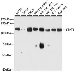 Western blot - STAT6 antibody (A0755)