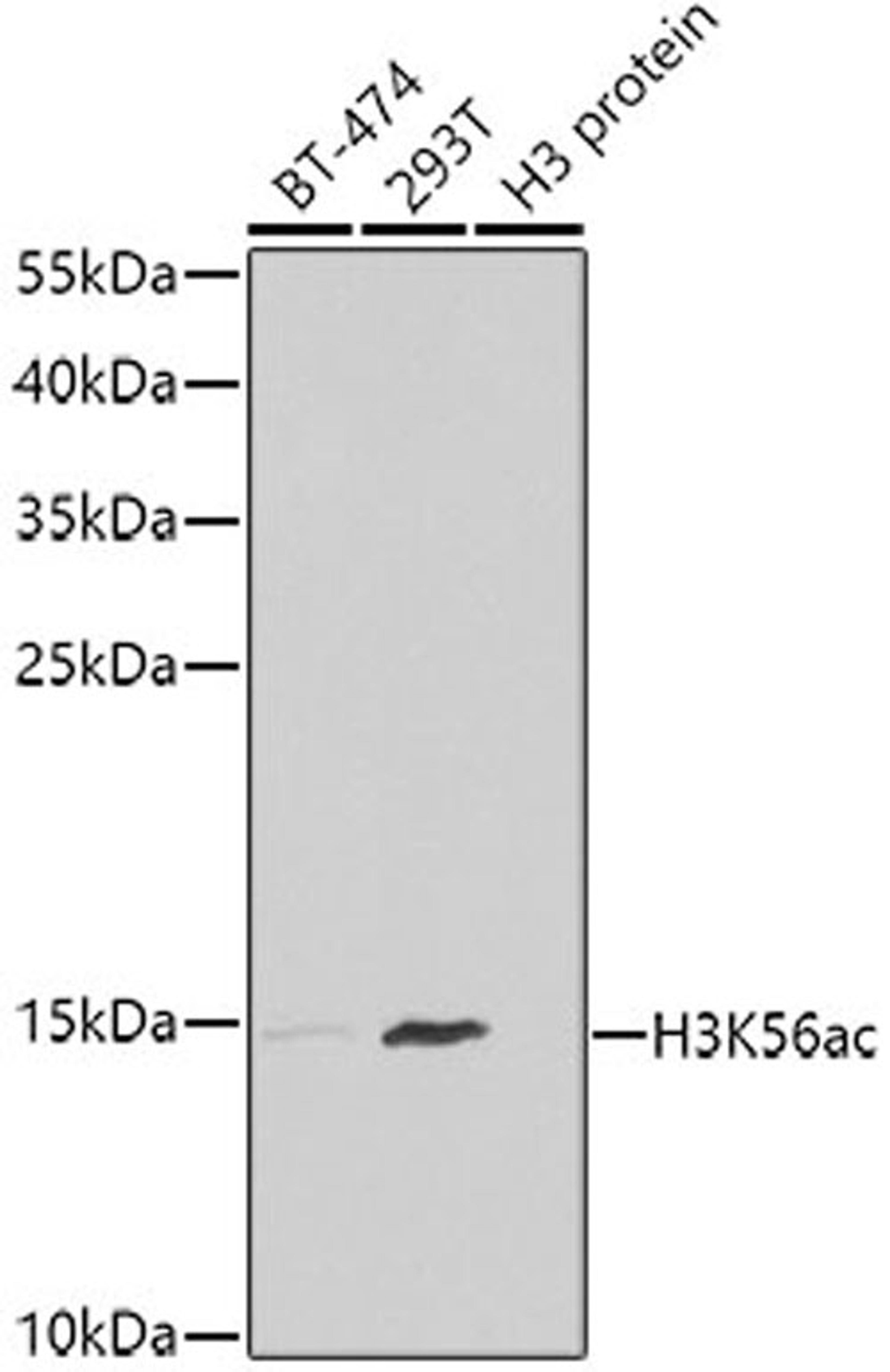 Western blot - Acetyl-Histone H3-K56 antibody (A7256)