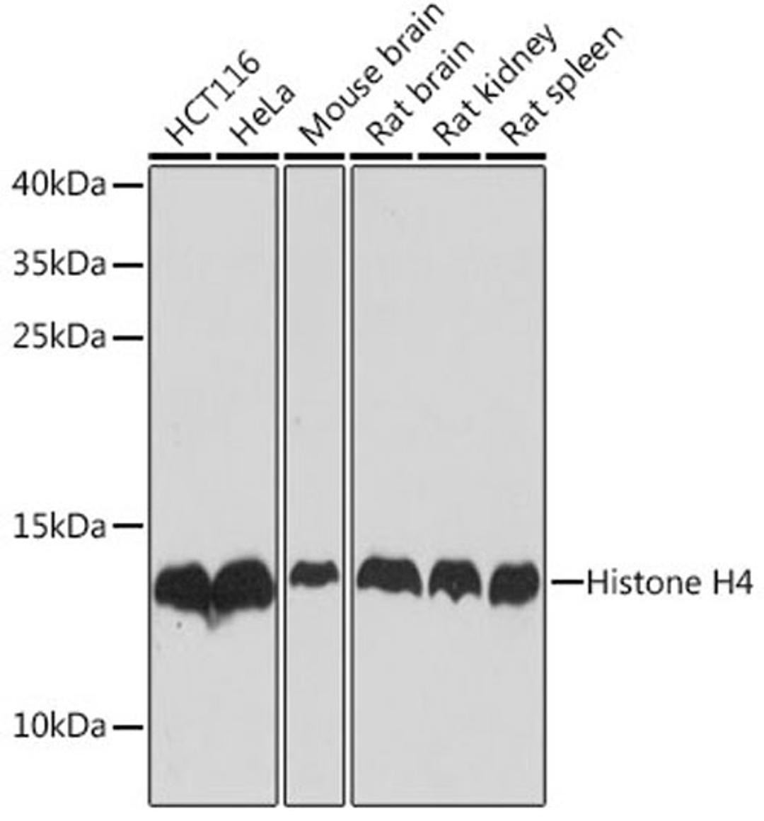 Western blot - Histone H4 antibody (A1131)