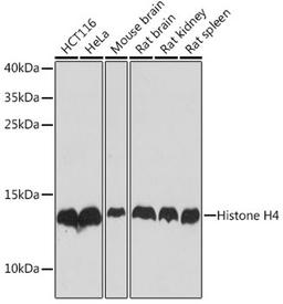 Western blot - Histone H4 antibody (A1131)