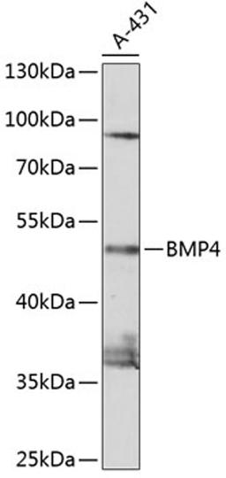 Western blot - BMP4 antibody (A0425)