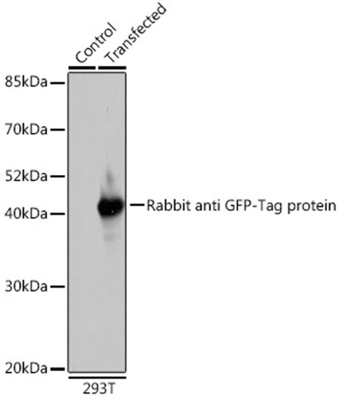 Immunofluorescence - GFP-Tag antibody (AE011)