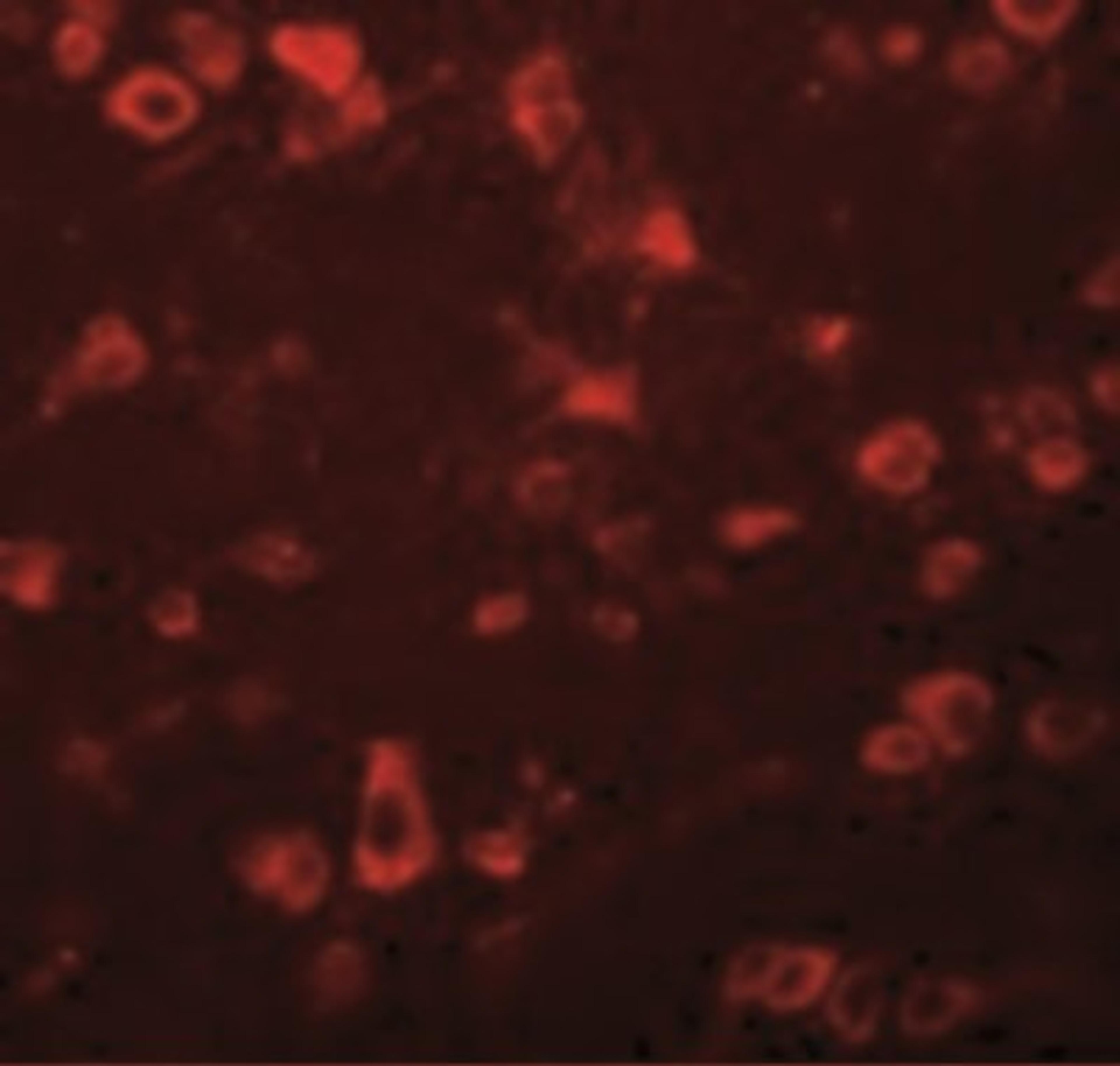 Immunocytochemistry/Immunofluorescence: FAM59B Antibody [NBP2-41118] - Immunofluorescence of FAM59B in Human Brain cells with FAM59B antibody at 20 ug/mL.