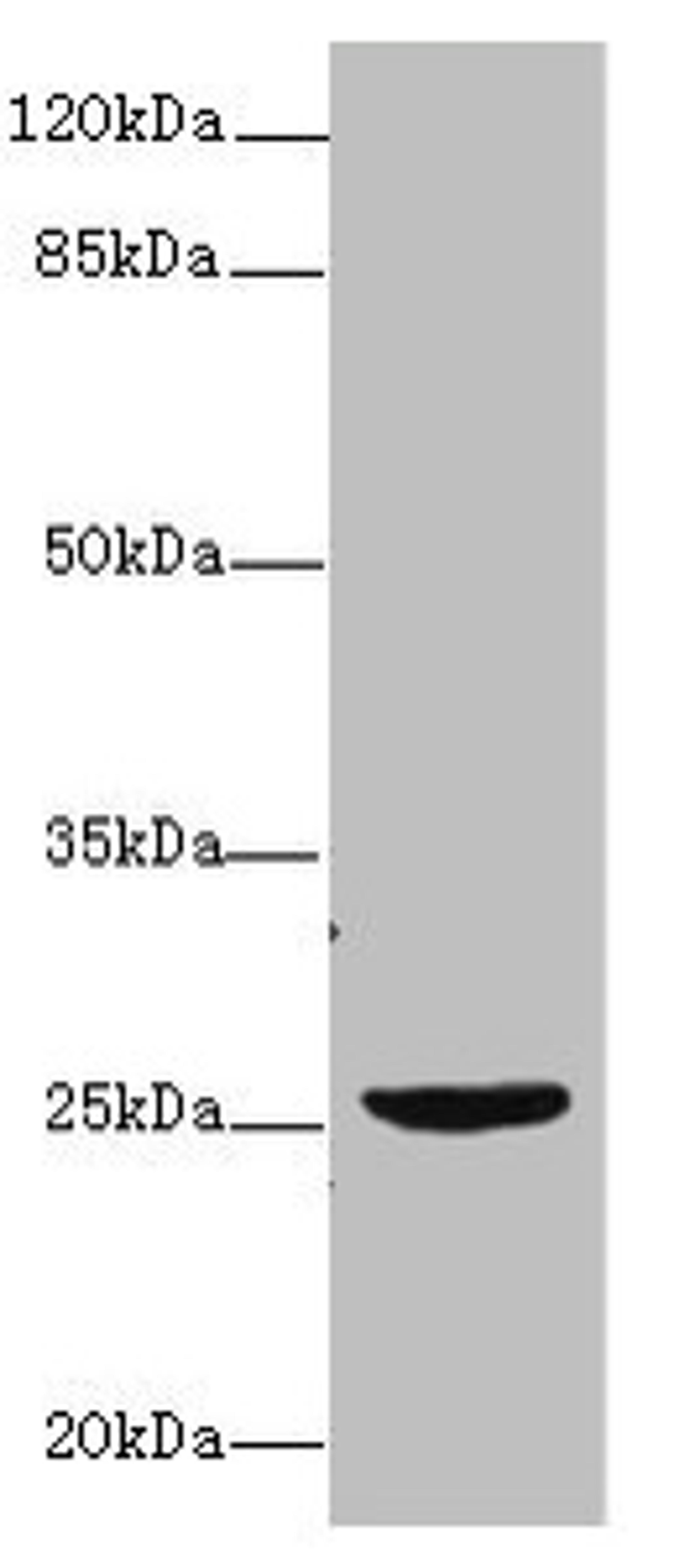Western blot. All lanes: NEGR1 antibody at 4µg/ml + U87 whole cell lysate. Secondary. Goat polyclonal to rabbit IgG at 1/10000 dilution. Predicted band size: 39, 25 kDa. Observed band size: 25 kDa