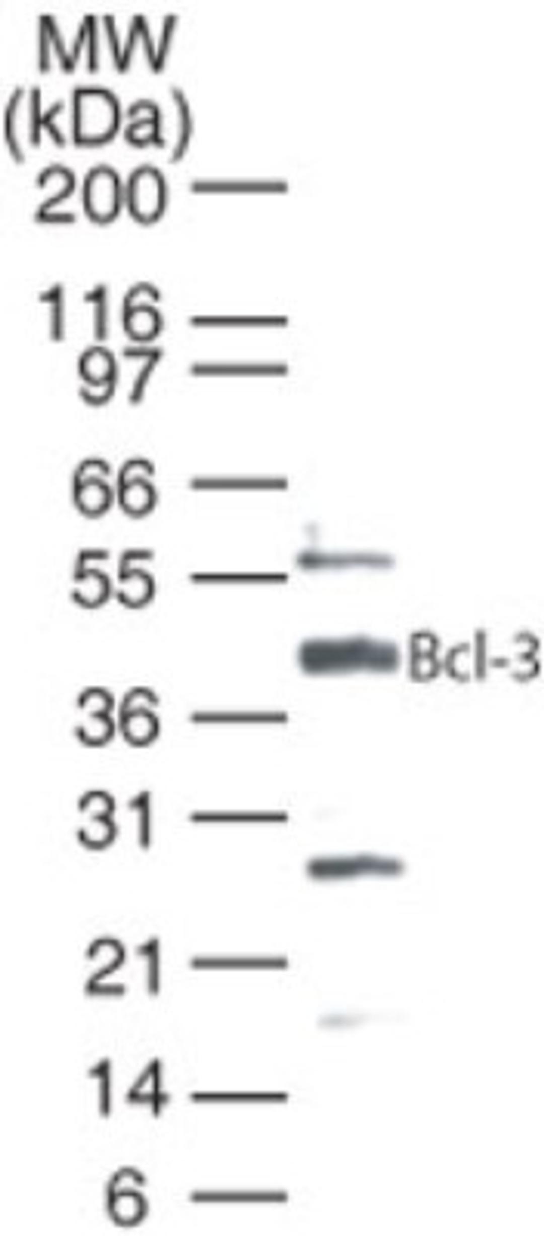 Western Blot: Bcl3 Antibody [NB100-56375] - Analysis of Bcl3 in Jurkat cells using this antibody at 0.5 ug/ml.