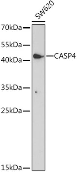 Western blot - Caspase-4 antibody (A19305)