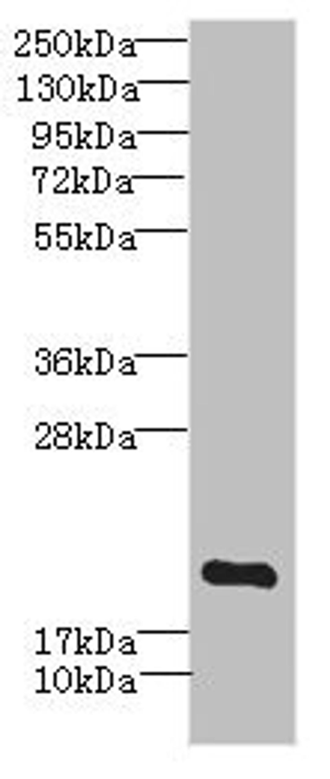 Western blot. All lanes: MYL7 antibody IgG at 2.69ug/ml + Mouse skeletal muscle tissue. Secondary. Goat polyclonal to rabbit IgG at 1/10000 dilution. Predicted band size: 19 kDa. Observed band size: 19 kDa.