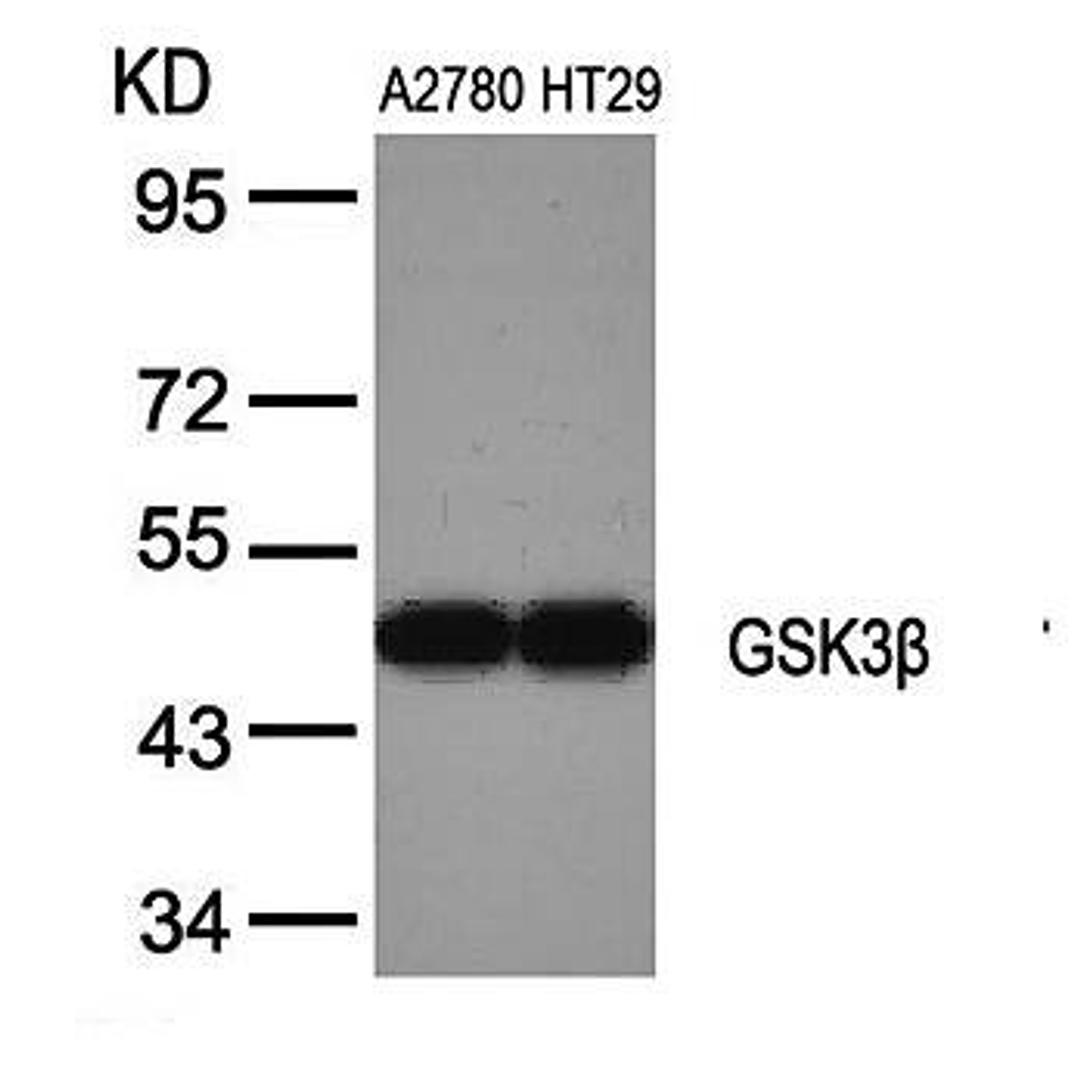 Western blot analysis of GSK3b(Ab-9) antibody in A2780 and HT29 cells lysates