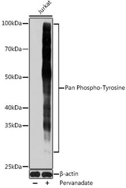 Western blot - Pan Phospho-Tyrosine antibody (AP0973)