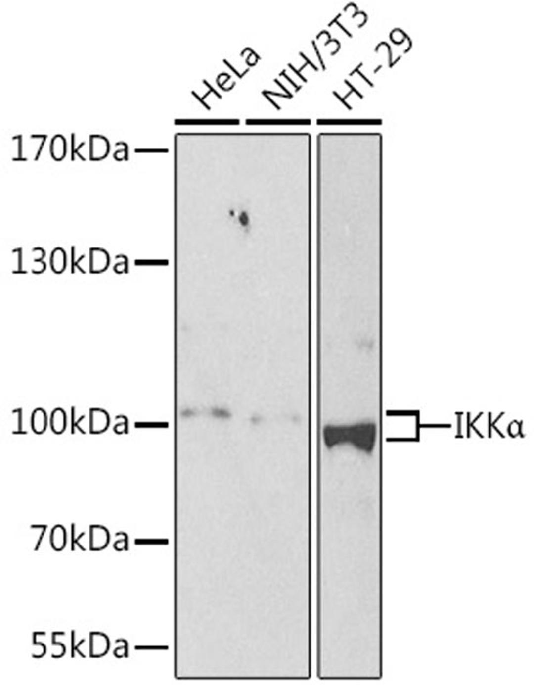 Western blot - IKKa antibody (A2062)