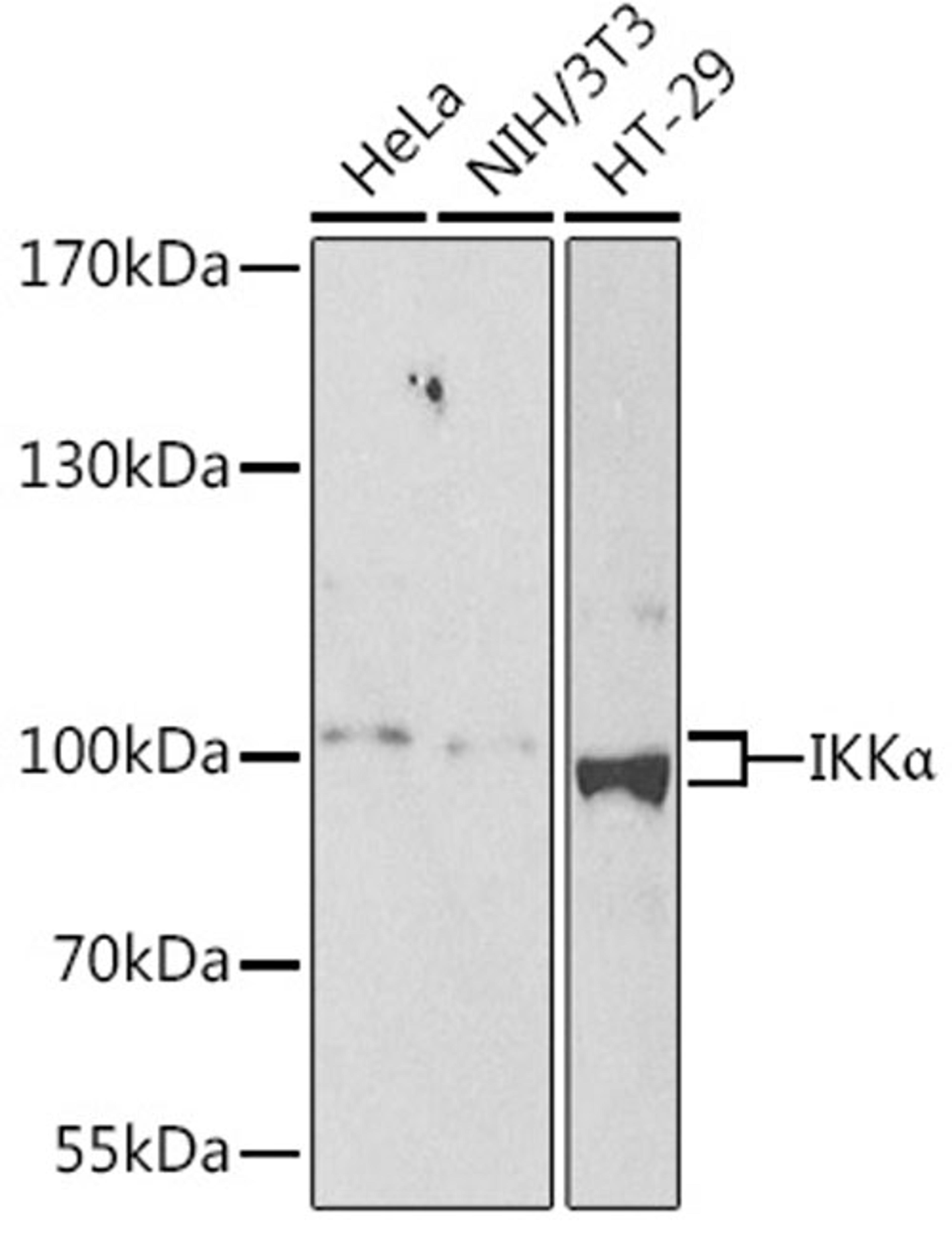 Western blot - IKKa antibody (A2062)