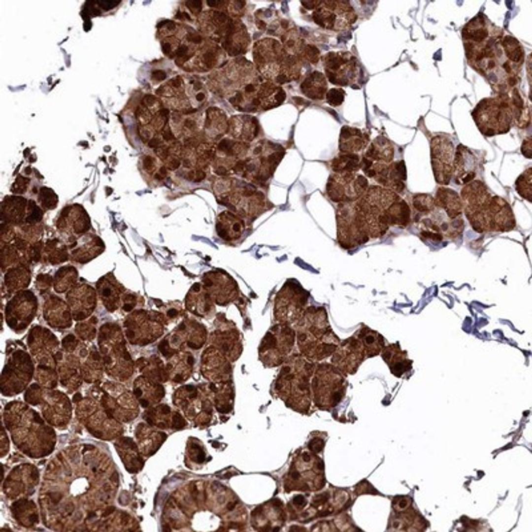 Immunohistochemistry-Paraffin: LRRC10 Antibody [NBP1-81704] - Staining of human salivary gland shows strong nuclear rand cytoplasmic positivity in glandular cells.