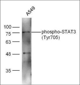 Western blot analysis of extracts from A549 cell line using phospho-STAT3(Tyr705) antibody.. 