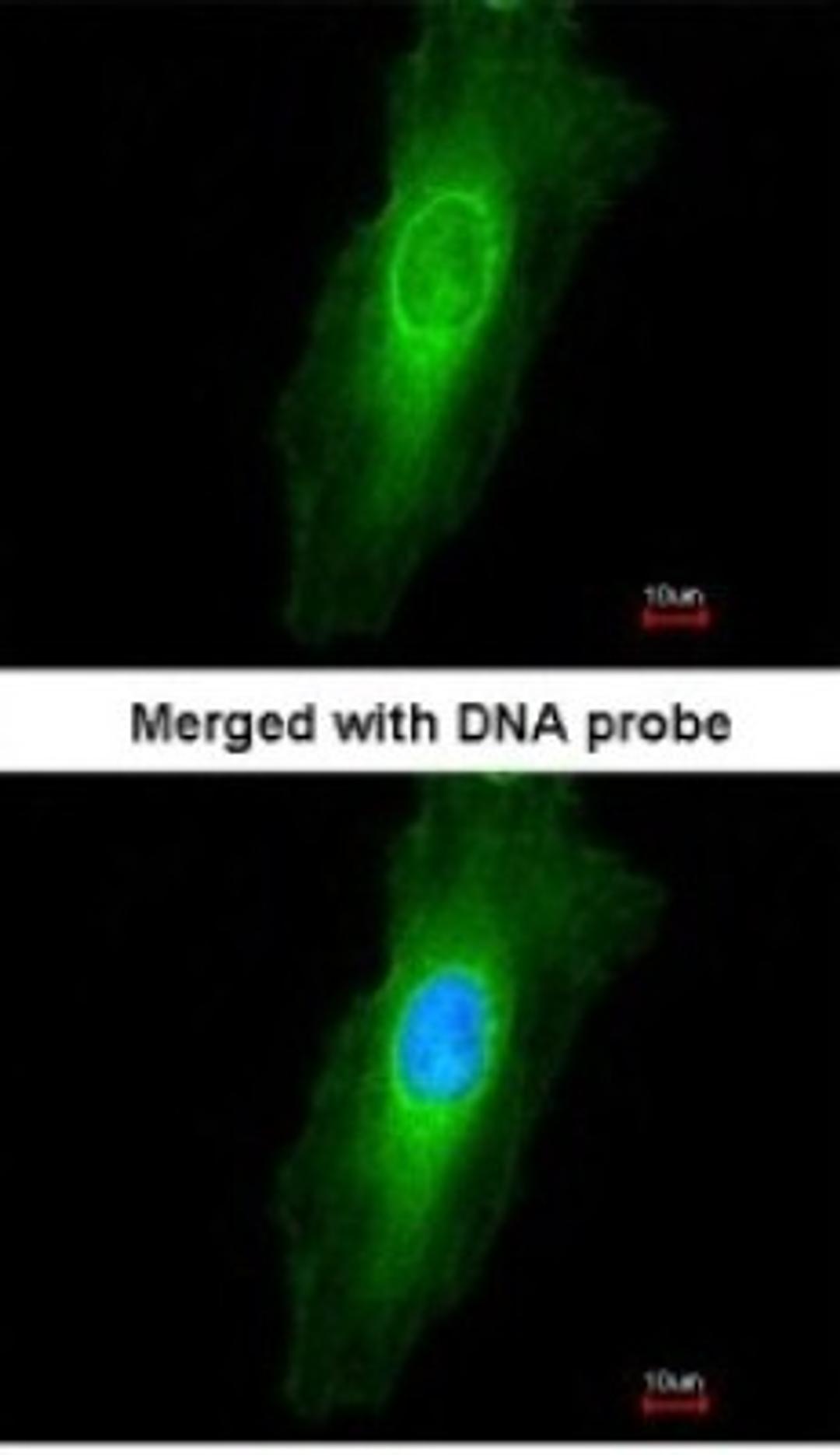 Immunocytochemistry/Immunofluorescence: NEK7 Antibody [NBP1-31110] - Paraformaldehyde-fixed HeLa, using antibody at 1:200 dilution.