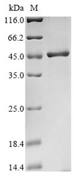 (Tris-Glycine gel) Discontinuous SDS-PAGE (reduced) with 5% enrichment gel and 15% separation gel.
