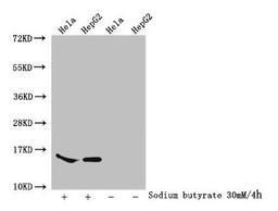 Western Blot. Detected samples: Hela whole cell lysate, HepG2 whole cell lysate; Untreated (-) or treated (+) with 30mM sodium butyrate for 4h. All lanes: HIST1H2AG antibody at 1:100. Secondary. Goat polyclonal to rabbit IgG at 1/50000 dilution. Predicted band size: 15 kDa. Observed band size: 15 kDa