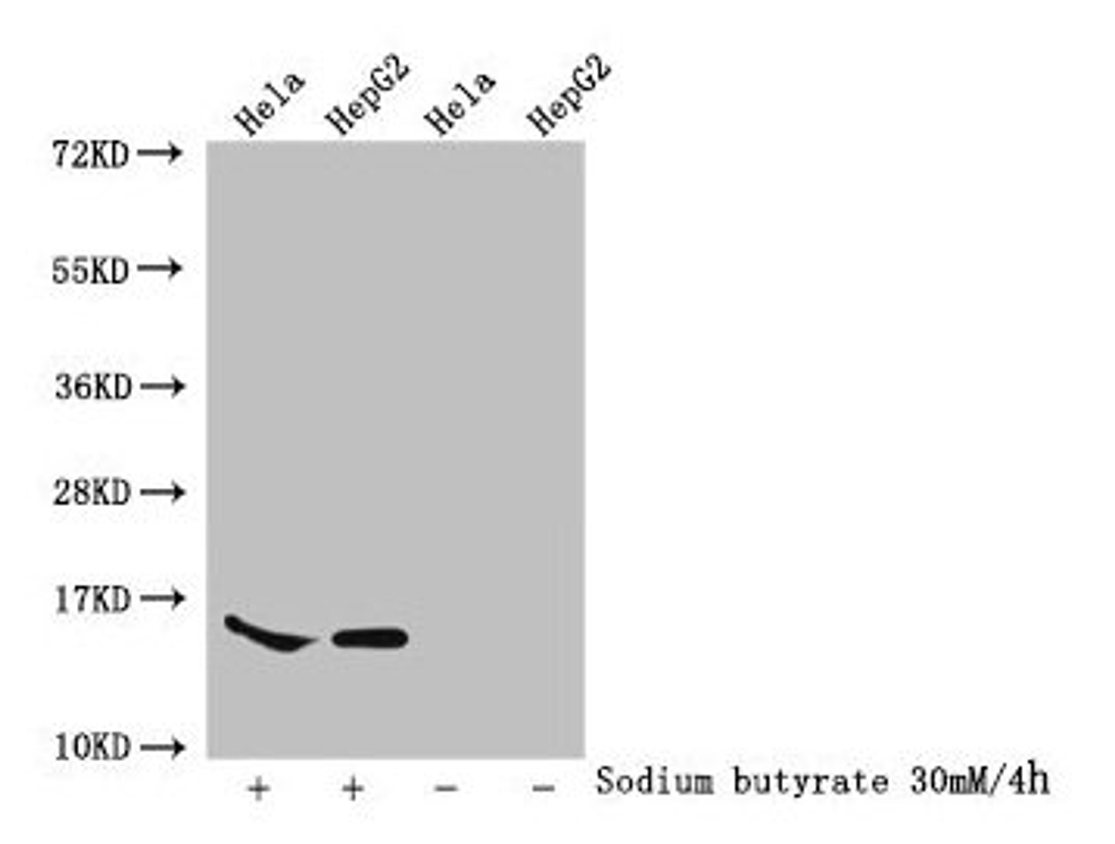 Western Blot. Detected samples: Hela whole cell lysate, HepG2 whole cell lysate; Untreated (-) or treated (+) with 30mM sodium butyrate for 4h. All lanes: HIST1H2AG antibody at 1:100. Secondary. Goat polyclonal to rabbit IgG at 1/50000 dilution. Predicted band size: 15 kDa. Observed band size: 15 kDa