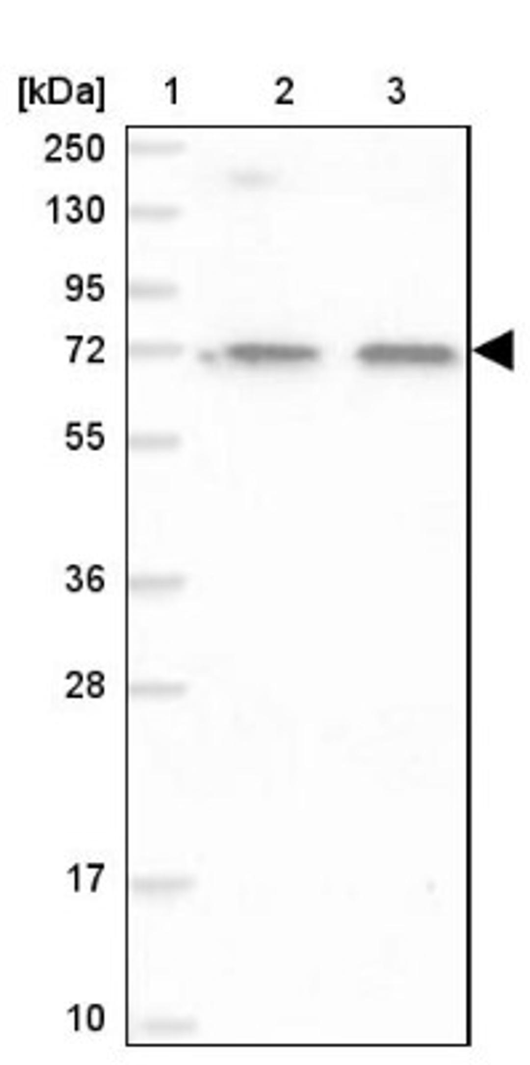 Western Blot: ITIH5 Antibody [NBP1-89573] - Lane 1: Marker [kDa] 250, 130, 95, 72, 55, 36, 28, 17, 10<br/>Lane 2: Human cell line RT-4<br/>Lane 3: Human cell line U-251MG sp