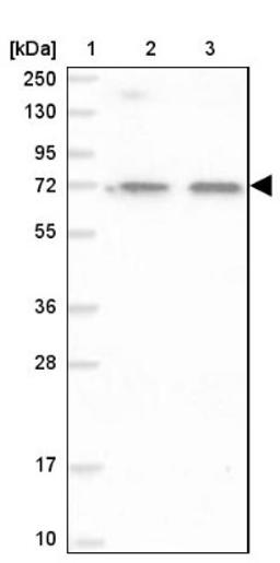 Western Blot: ITIH5 Antibody [NBP1-89573] - Lane 1: Marker [kDa] 250, 130, 95, 72, 55, 36, 28, 17, 10<br/>Lane 2: Human cell line RT-4<br/>Lane 3: Human cell line U-251MG sp