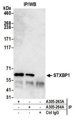 Detection of human STXBP1 by western blot of immunoprecipitates.