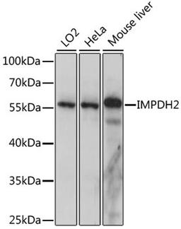 Western blot - IMPDH2 antibody (A15626)