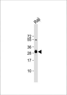 Western Blot at 1:4000 dilution + Raji whole cell lysate Lysates/proteins at 20 ug per lane.