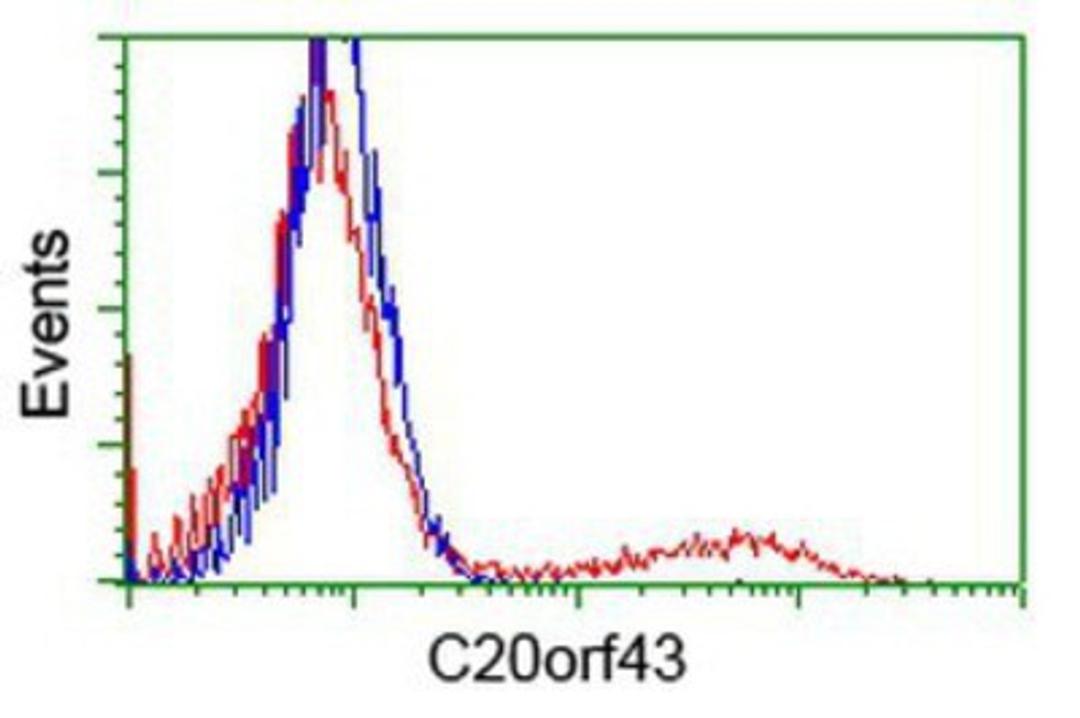 Flow Cytometry: C20orf43 Antibody (1E8) [NBP2-03584] - HEK293T cells transfected with either overexpression plasmid (Red) or empty vector control plasmid (Blue) were immunostained by anti-C20orf43 antibody, and then analyzed by flow cytometry.