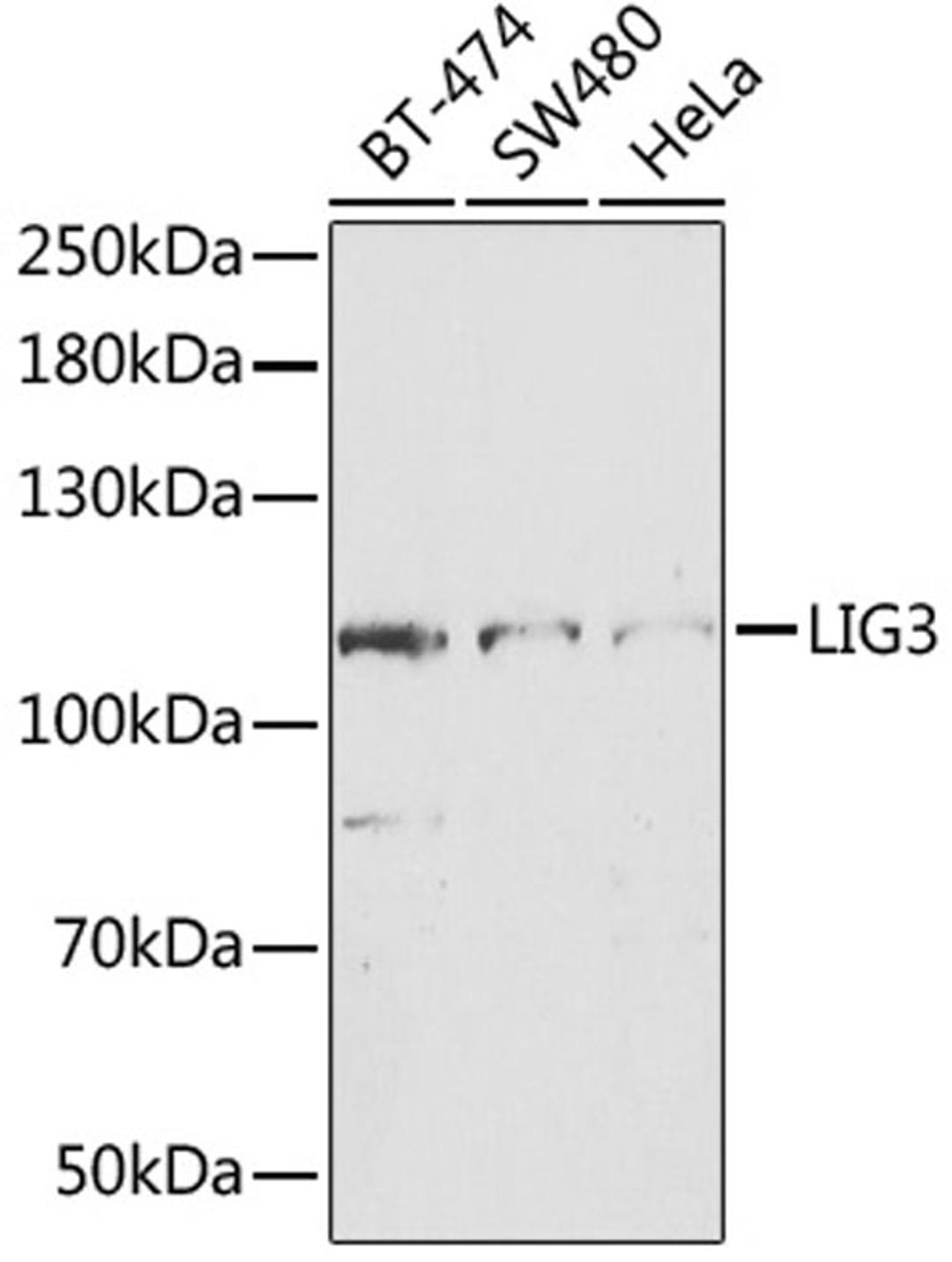 Western blot - LIG3 antibody (A13507)