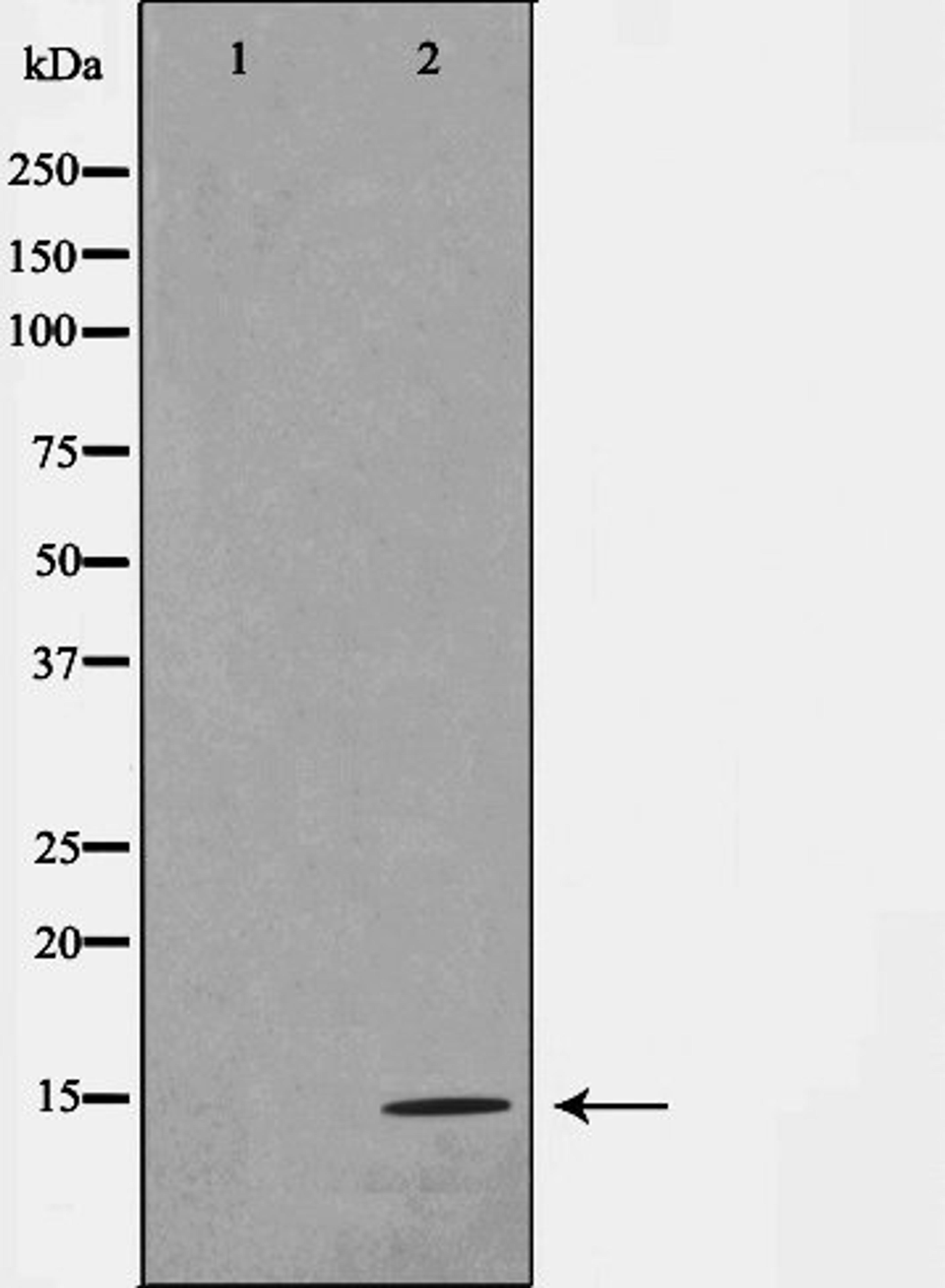 Western blot analysis of COS7 cell lysate using Histone H4 antibody