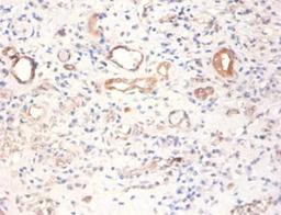 Immunohistochemistry of paraffin-embedded human kidney tissue using CSB-PA02949A0Rb at dilution of 1:100