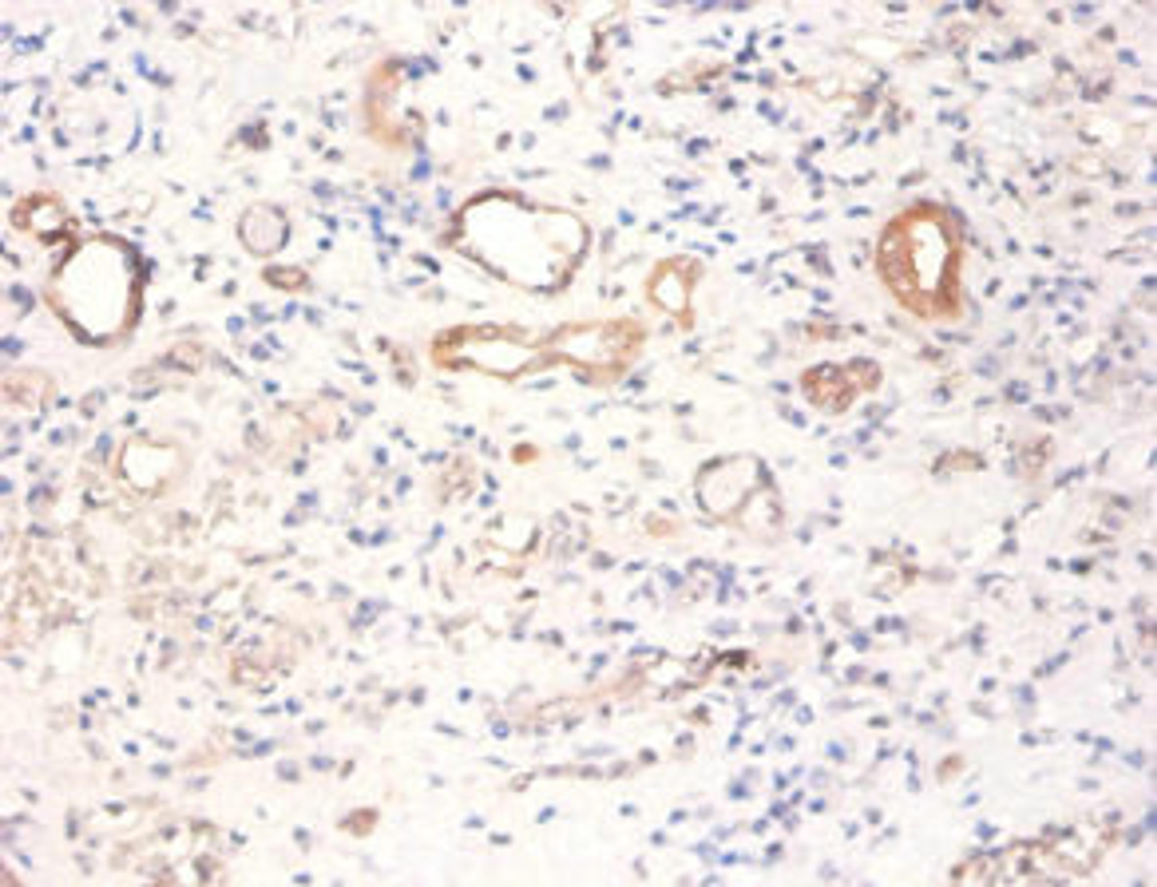 Immunohistochemistry of paraffin-embedded human kidney tissue using CSB-PA02949A0Rb at dilution of 1:100